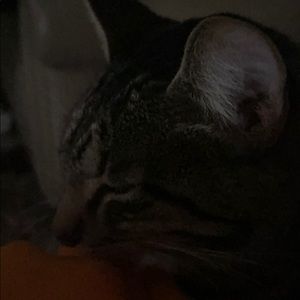 Meet your Posher, Princess